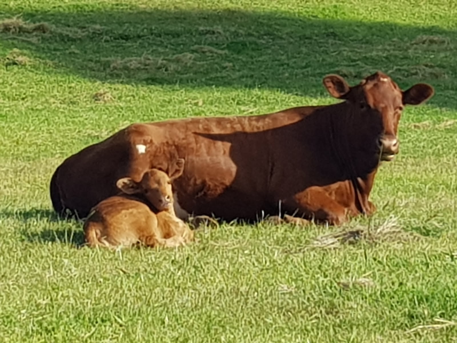 Perry's Farm image